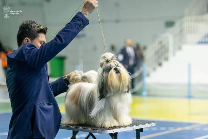 Éxito en la Exposición Canina